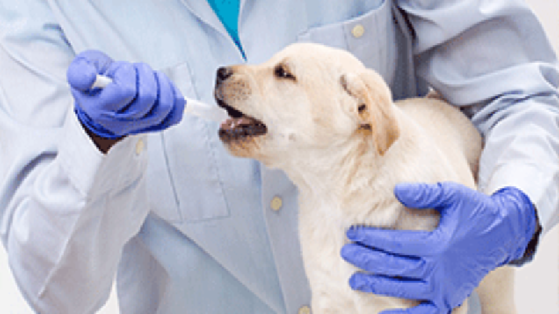 How to Find the Best Veterinary Service in Bel Air, MD