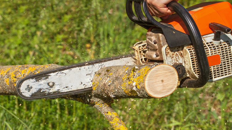 Keep Little Creatures Away with Tree Trimming in Dunwoody GA and Elsewhere