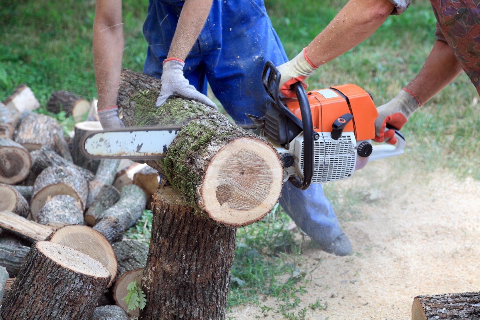 The Importance of Proper Tree Care for Cape Coral Homeowners